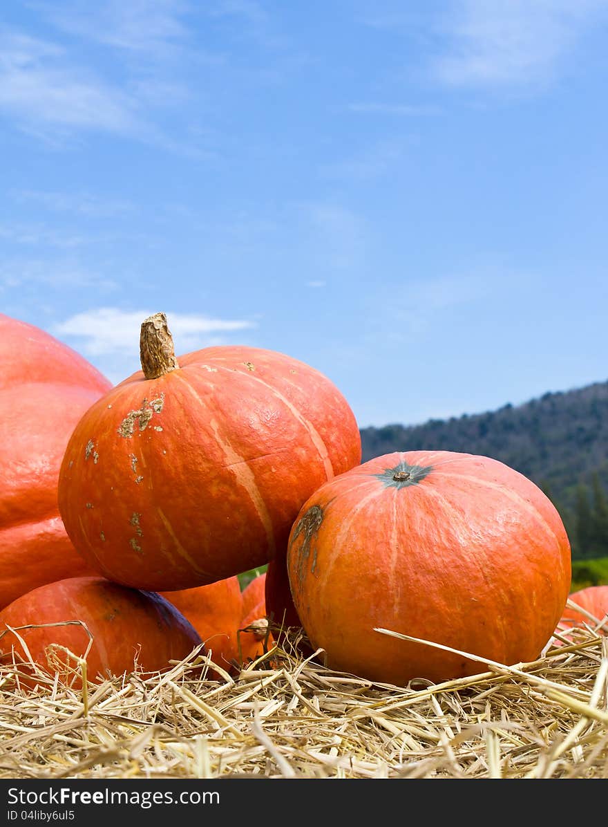 Pumpkins  In Farm