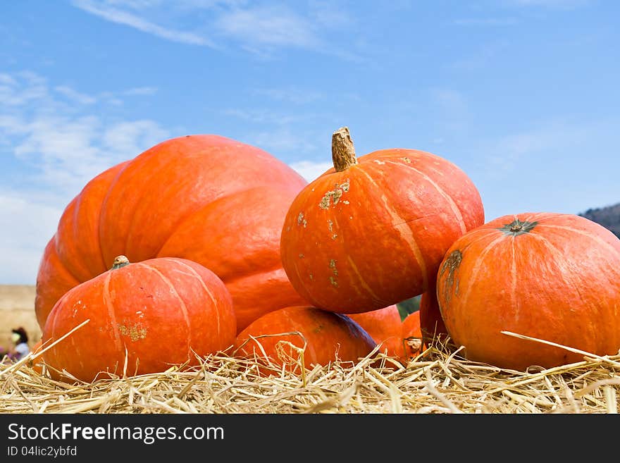 Pumpkins  in farm rural country field produce harvest holiday. Pumpkins  in farm rural country field produce harvest holiday