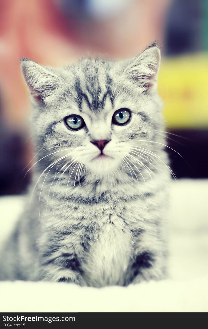 Gray Kitten Sitting