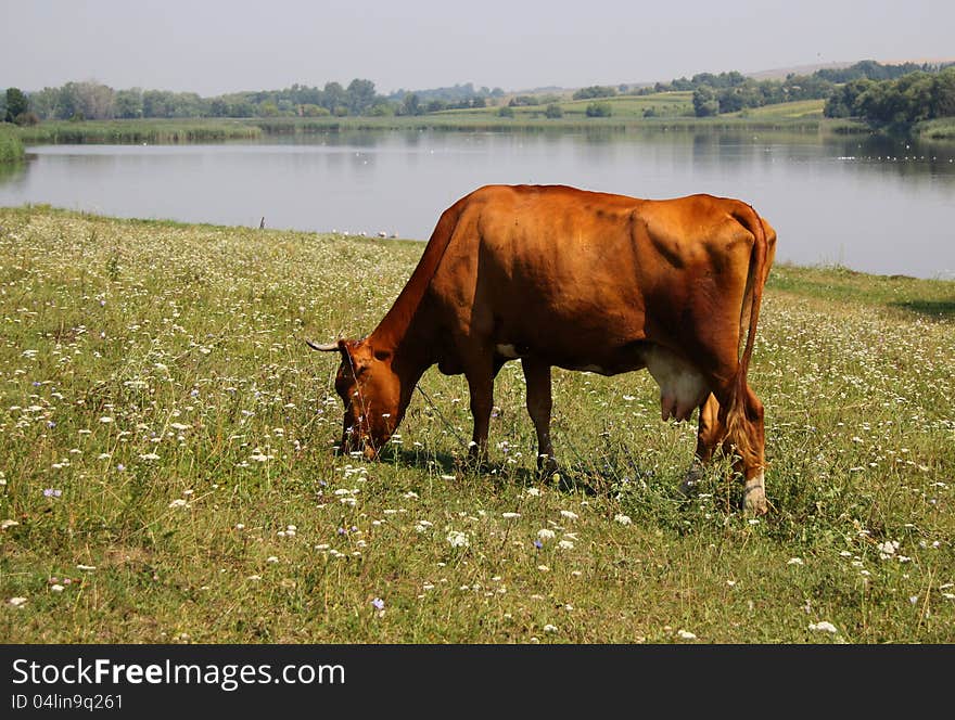 A table of contents of cattle is in a private farm. A table of contents of cattle is in a private farm