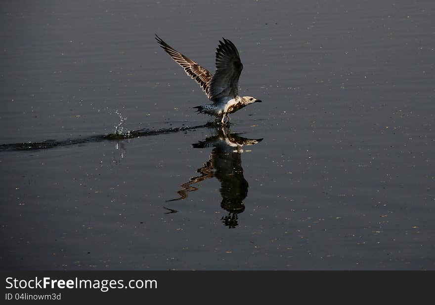 Usual gull, inhabitant of freshwater lakes. Usual gull, inhabitant of freshwater lakes