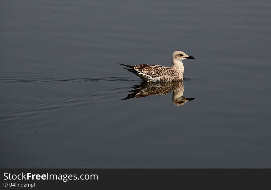 Larus ridibundus