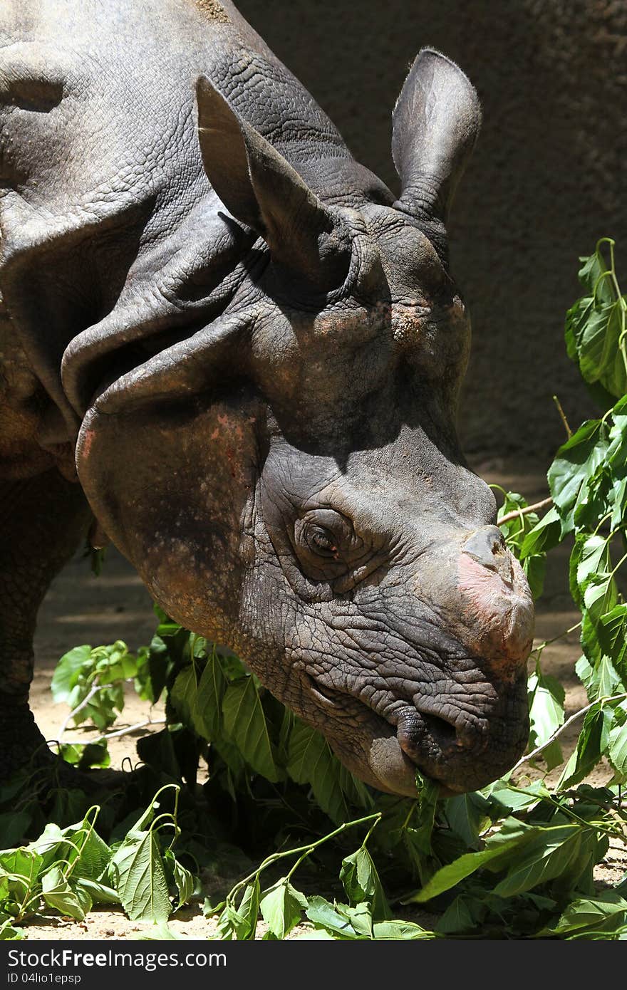 Close Up Head View Of Rhino Eating Leaves. Close Up Head View Of Rhino Eating Leaves