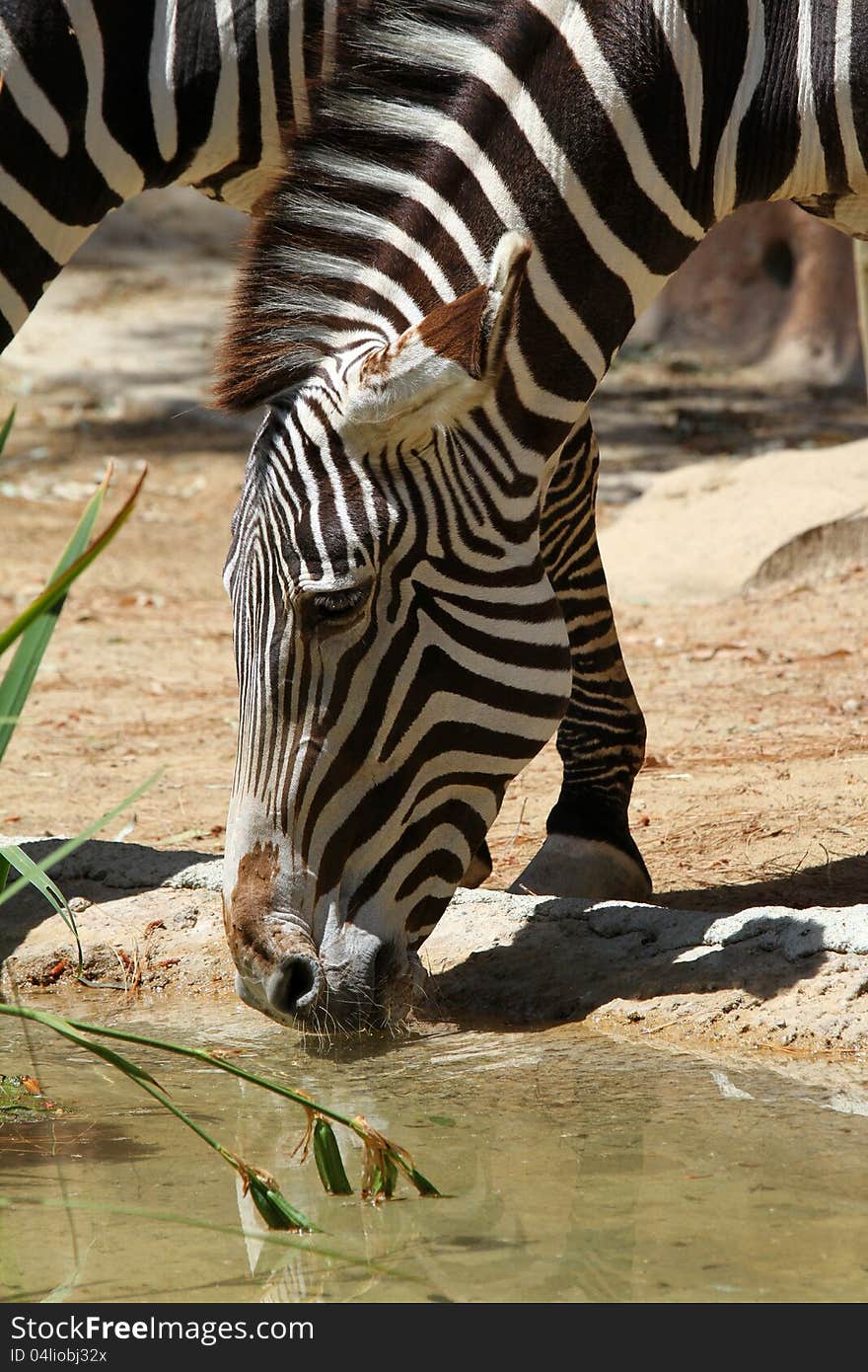 Zebra