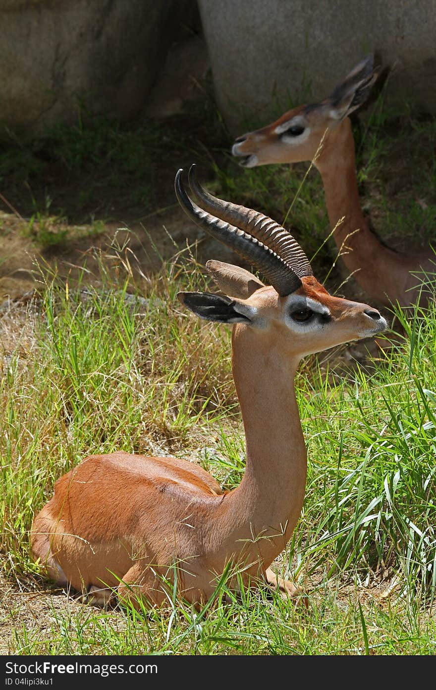 Male Antelope Sitting In Sunshine With Female In Background. Male Antelope Sitting In Sunshine With Female In Background