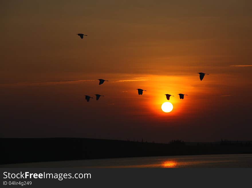 Beautiful wild goose in the sunrise