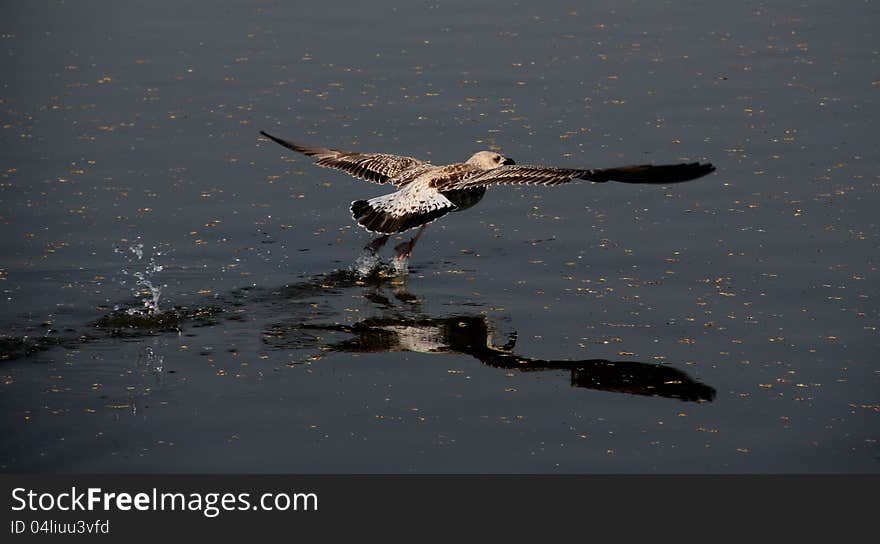 Flight Of Gull