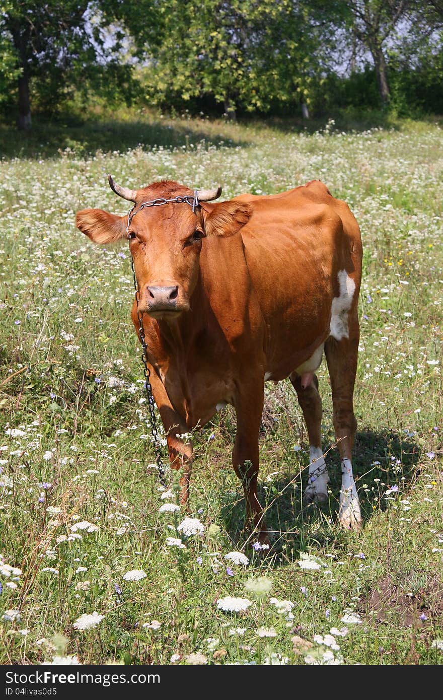 Cow On To The Meadow