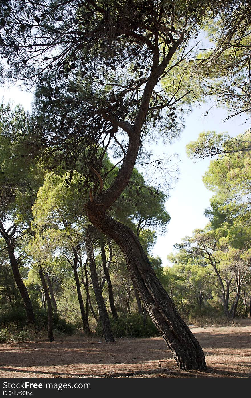 Tree in the woods under the daylight