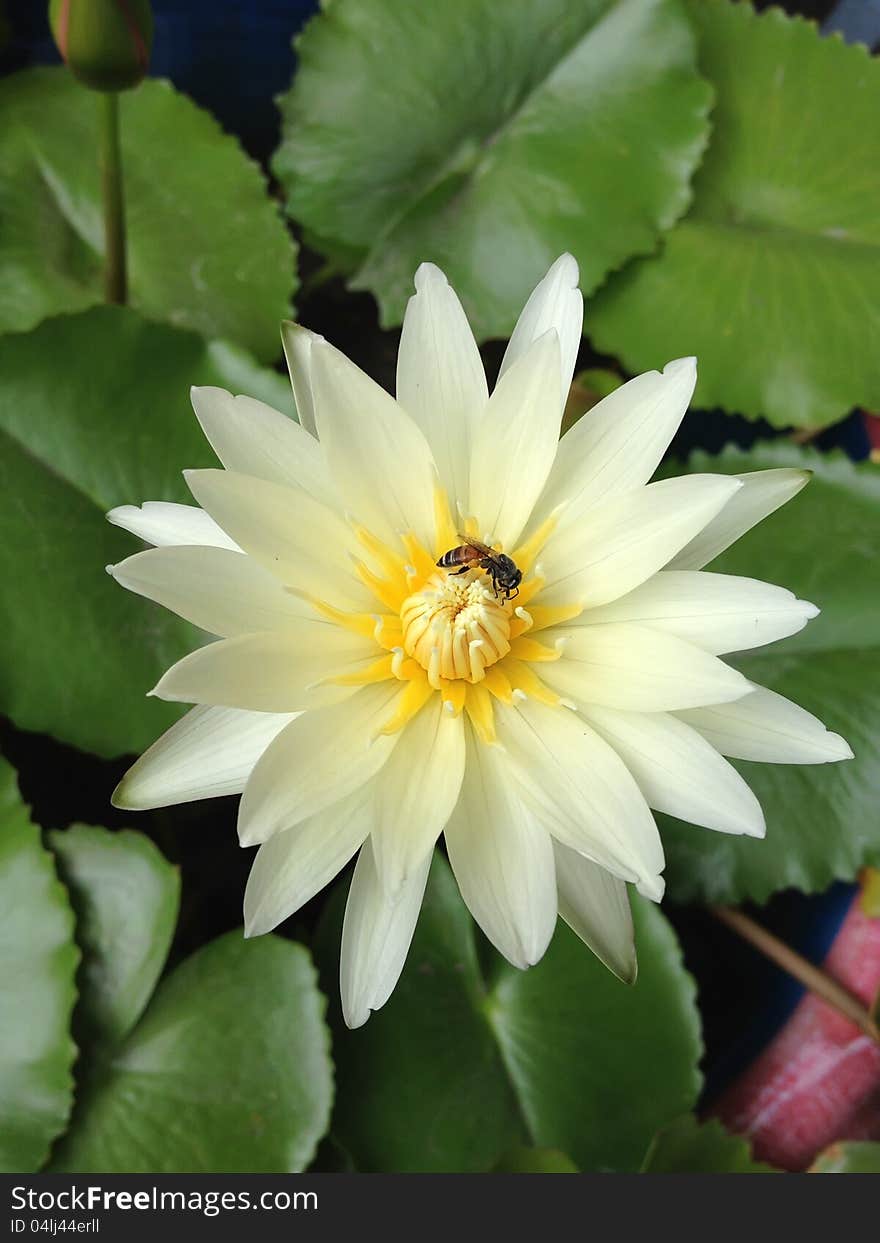 Bees feed on pollen of the lotus. Bees feed on pollen of the lotus.