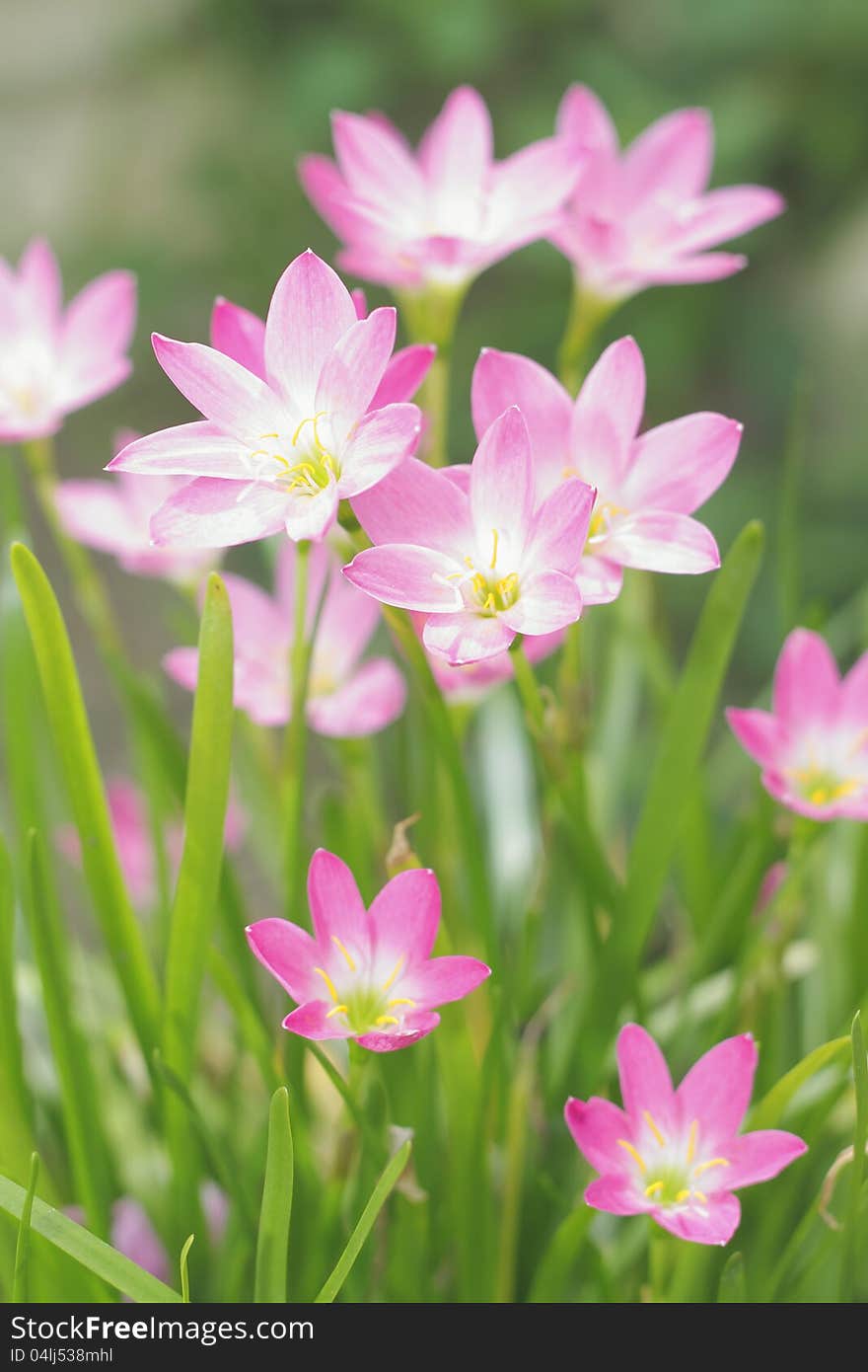 Close up a group of rain lily / fairy lily. Close up a group of rain lily / fairy lily