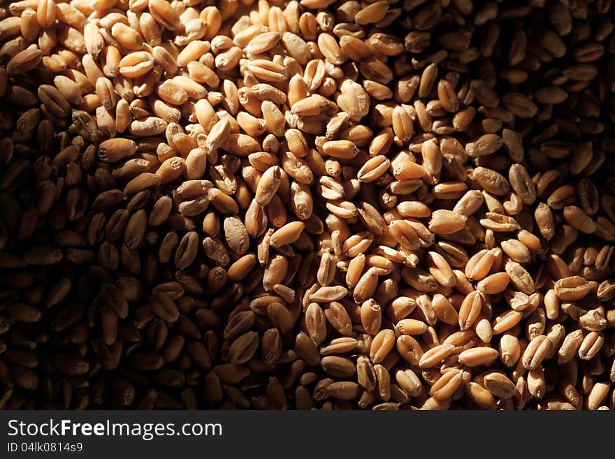 Grains of wheat close-up with sun light effect