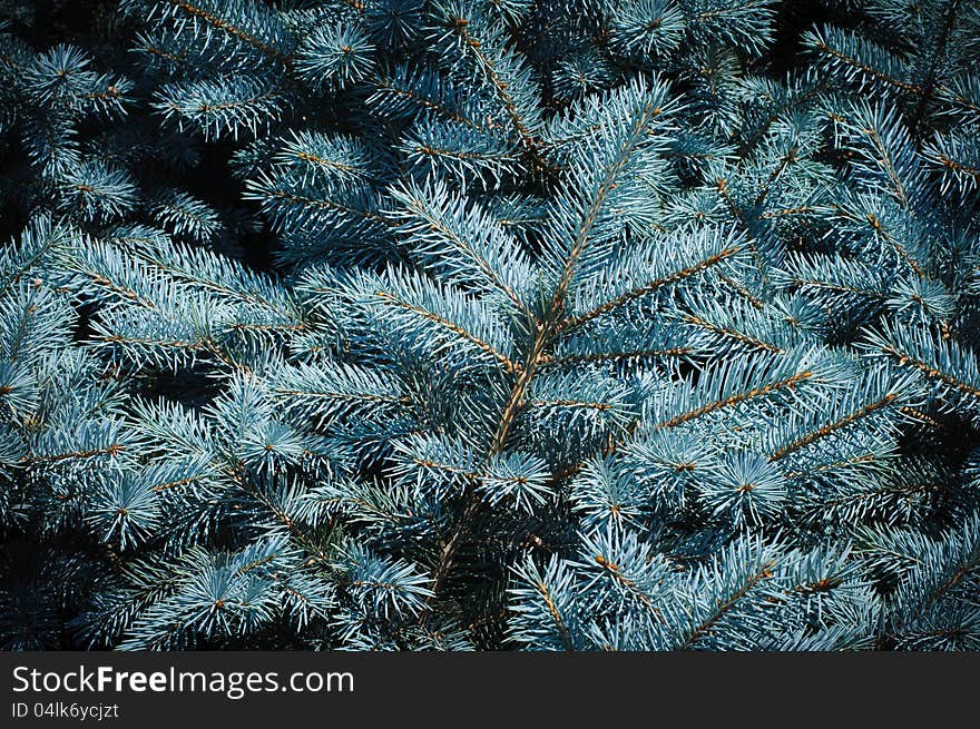 Blue spruce needles background. High resolution texture. Blue spruce needles background. High resolution texture