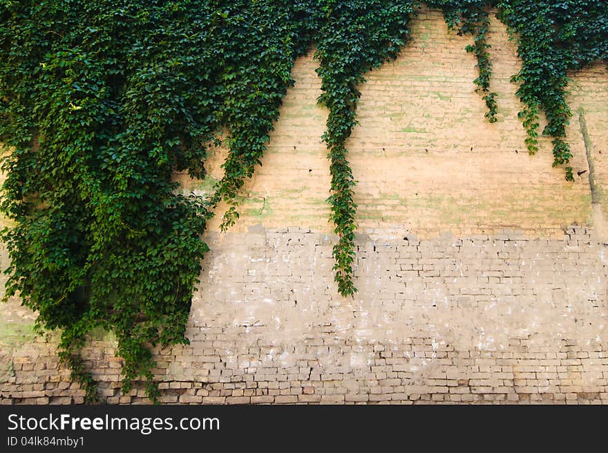 Close up stone wall texture with grapevine and it's shadow. Close up stone wall texture with grapevine and it's shadow