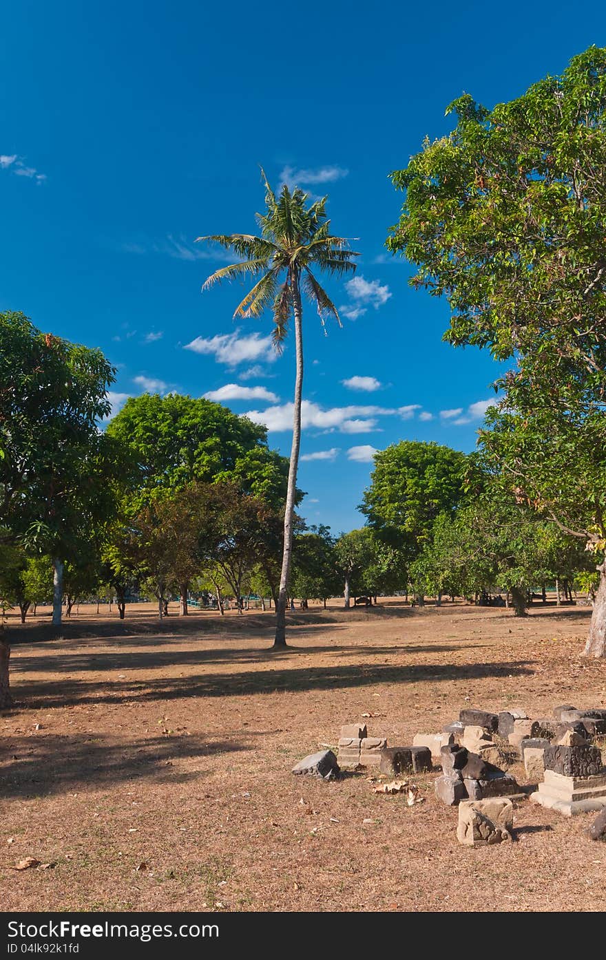 Palmtree and ancient bricks in Prambanan temple, Java, Indonesia