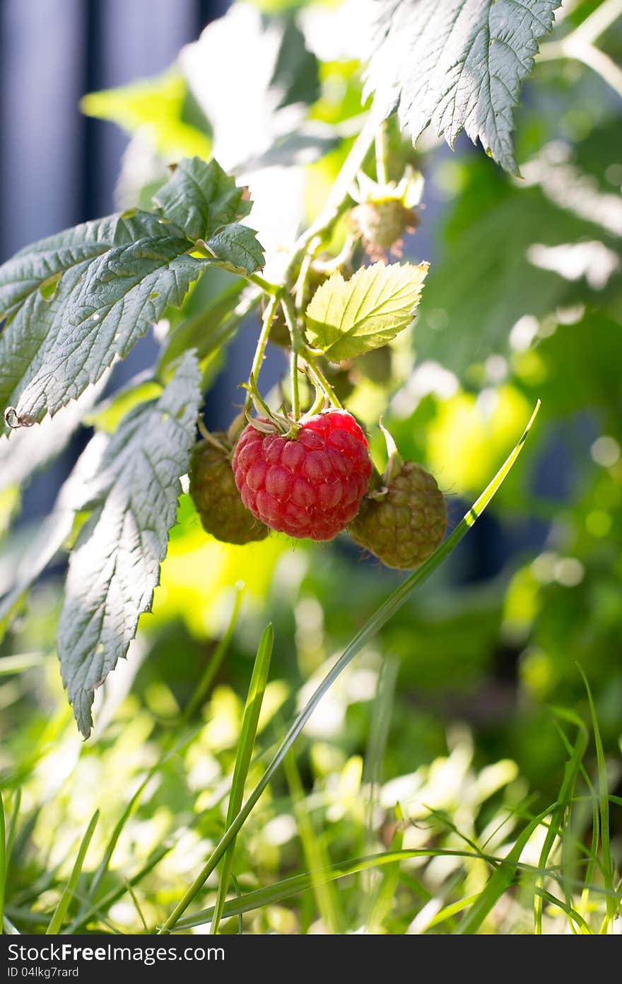 Raspberries growing in the home garden