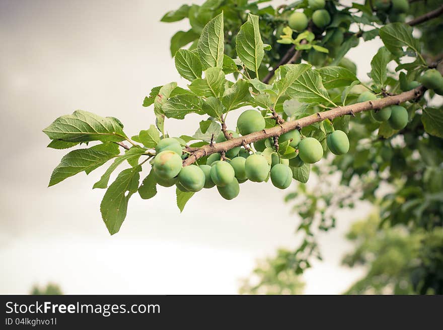 Plum tree before rain storm