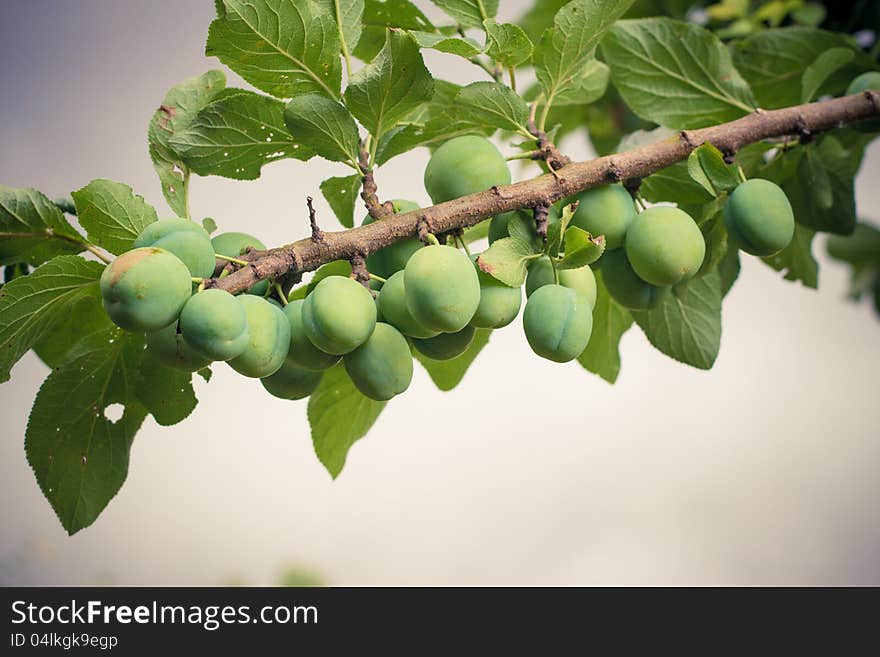 Plum tree before rain storm