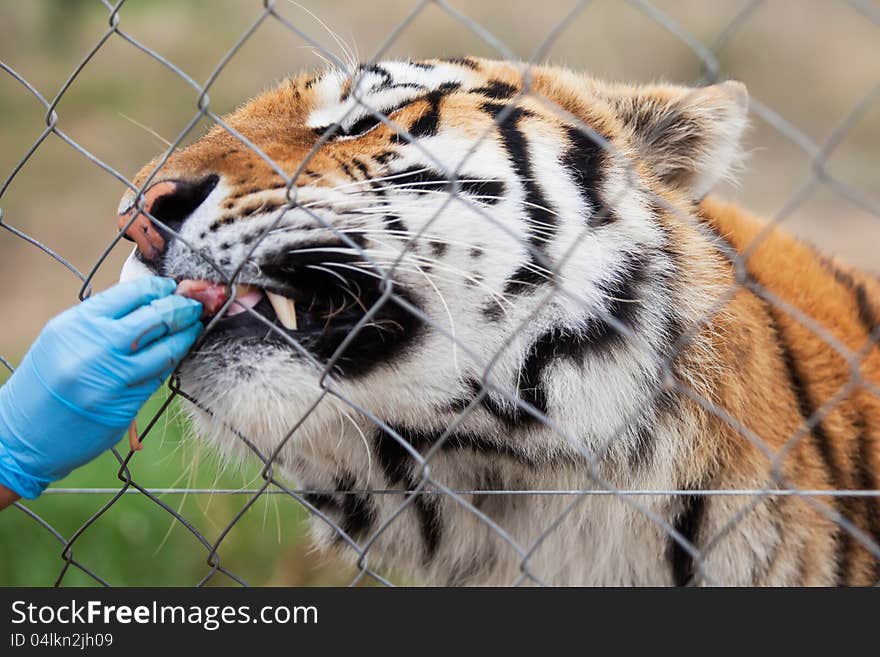 The little tiger is being fed by its care taker. The little tiger is being fed by its care taker.