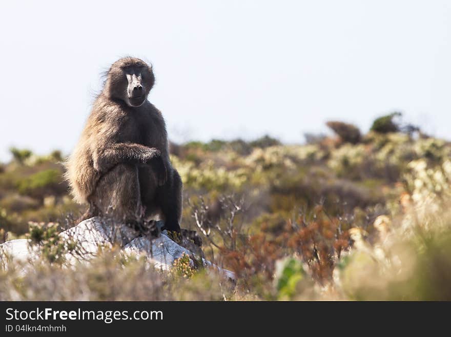 Baboon on the rock in the Garden Route of Western Cape.