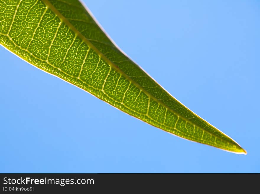 A lot of detail in something so small, like a leaf. A lot of detail in something so small, like a leaf.