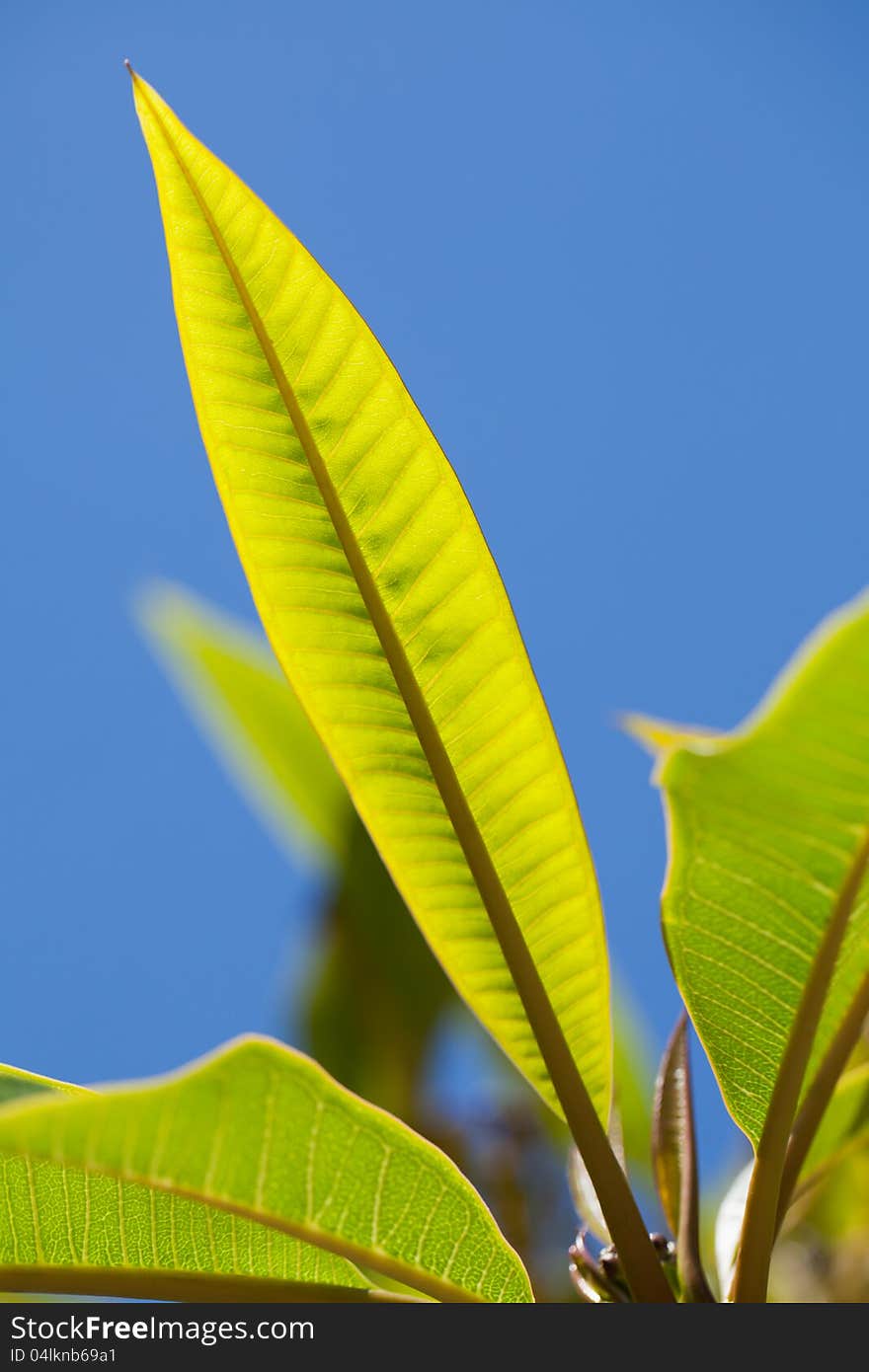 There are a lot of leaves on the plant, colourful and alive.