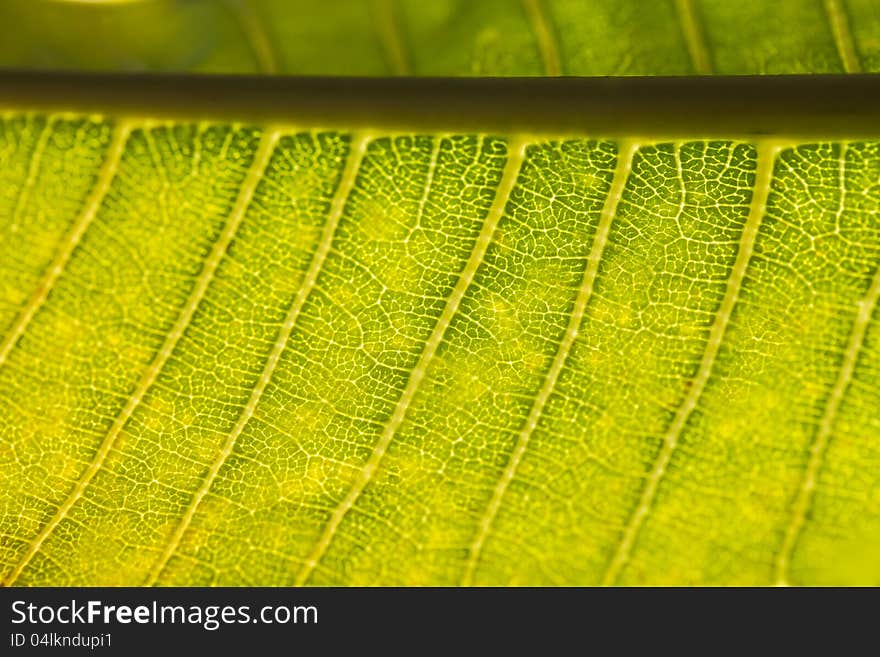 Here you see just how much textures plants hold.