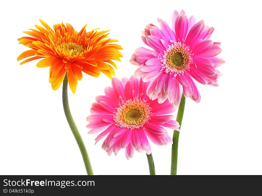 Fresh pink and yellow gerbera on white background
