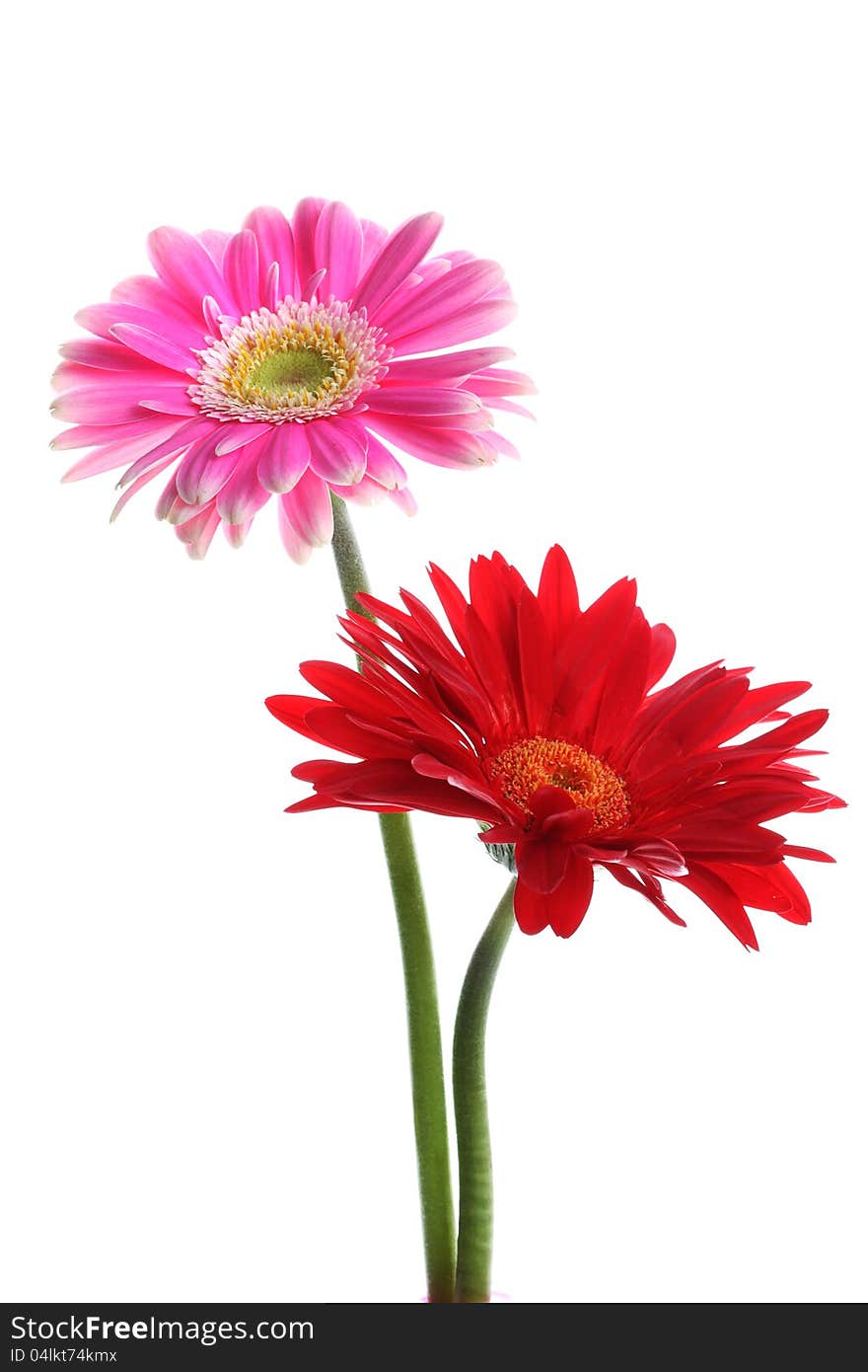 Fresh pink and red gerbera on white background