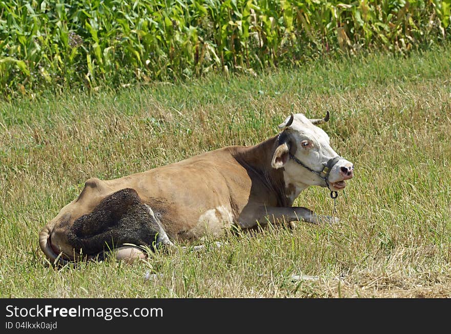 Linked cow on sunny field. Linked cow on sunny field