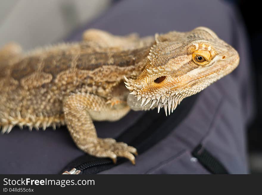 A Bearded Dragon Lizard (Pogona vitticeps) sitting on human leg. A Bearded Dragon Lizard (Pogona vitticeps) sitting on human leg.