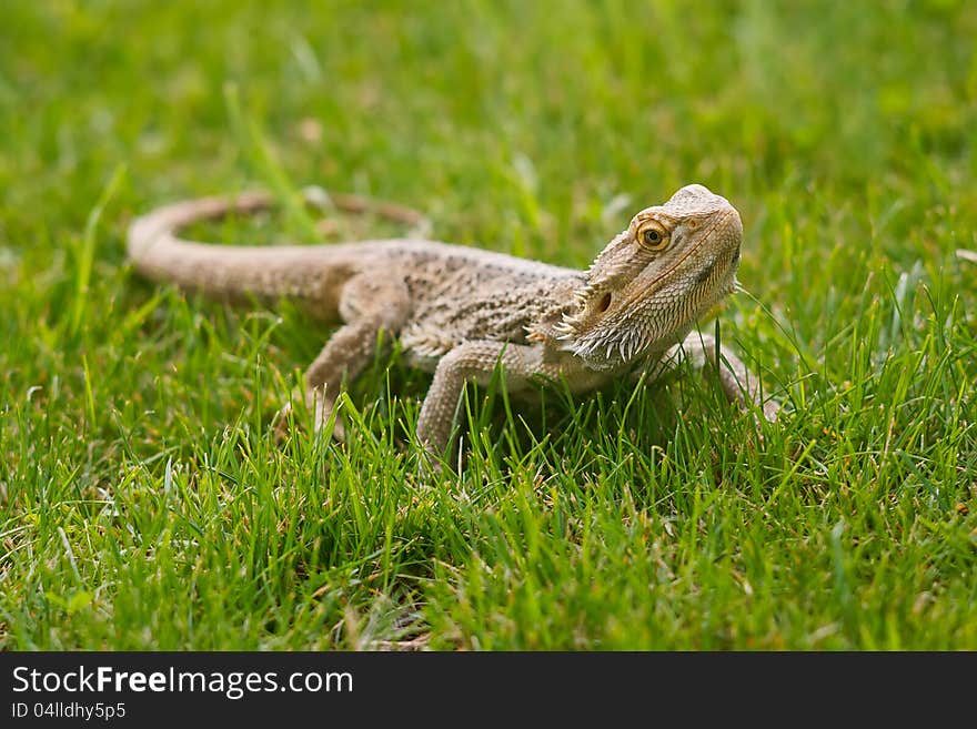 A Bearded Dragon Lizard (Pogona vitticeps) in grass. A Bearded Dragon Lizard (Pogona vitticeps) in grass.