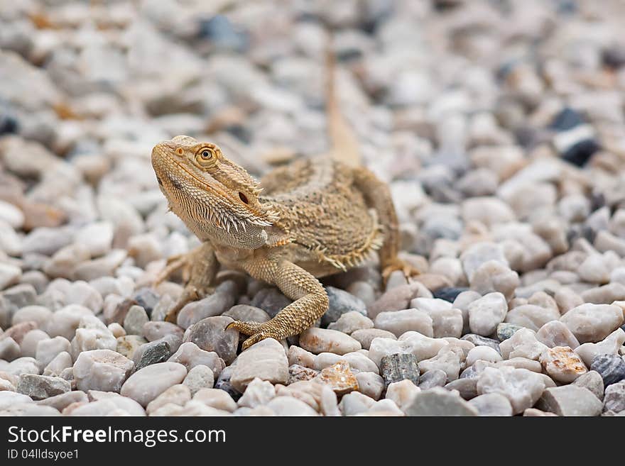 A Bearded Dragon Lizard (Pogona vitticeps) on pebble stones. A Bearded Dragon Lizard (Pogona vitticeps) on pebble stones.