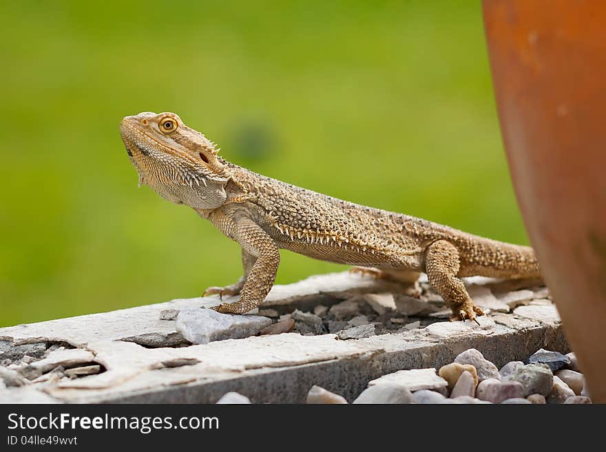 A Bearded Dragon Lizard (Pogona vitticeps) looking around on the wall. A Bearded Dragon Lizard (Pogona vitticeps) looking around on the wall.