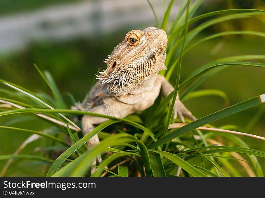 A Bearded Dragon Lizard (Pogona vitticeps) on the palm tree. A Bearded Dragon Lizard (Pogona vitticeps) on the palm tree.