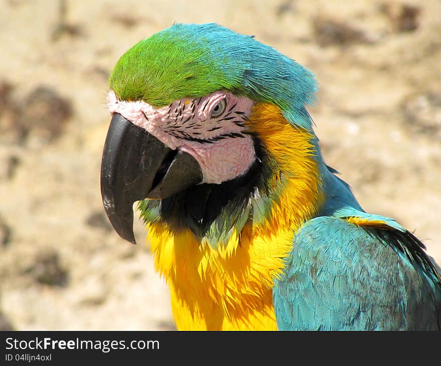 Portrait of Blue and Yellow Macaw, Ara Ararauna, fauna of South America