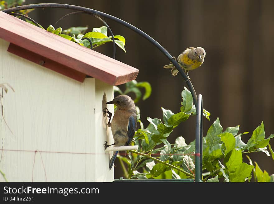 Bluebird and Goldfinch on nest