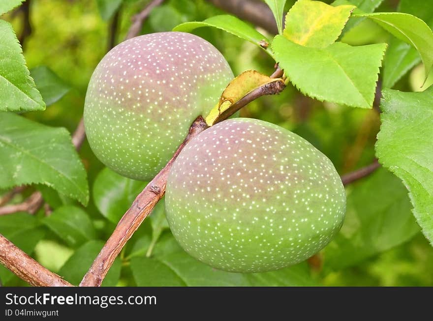 Quincy fruits growing on the tree