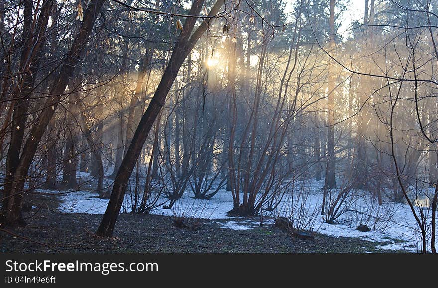 The rays of light in the spring forest. The rays of light in the spring forest