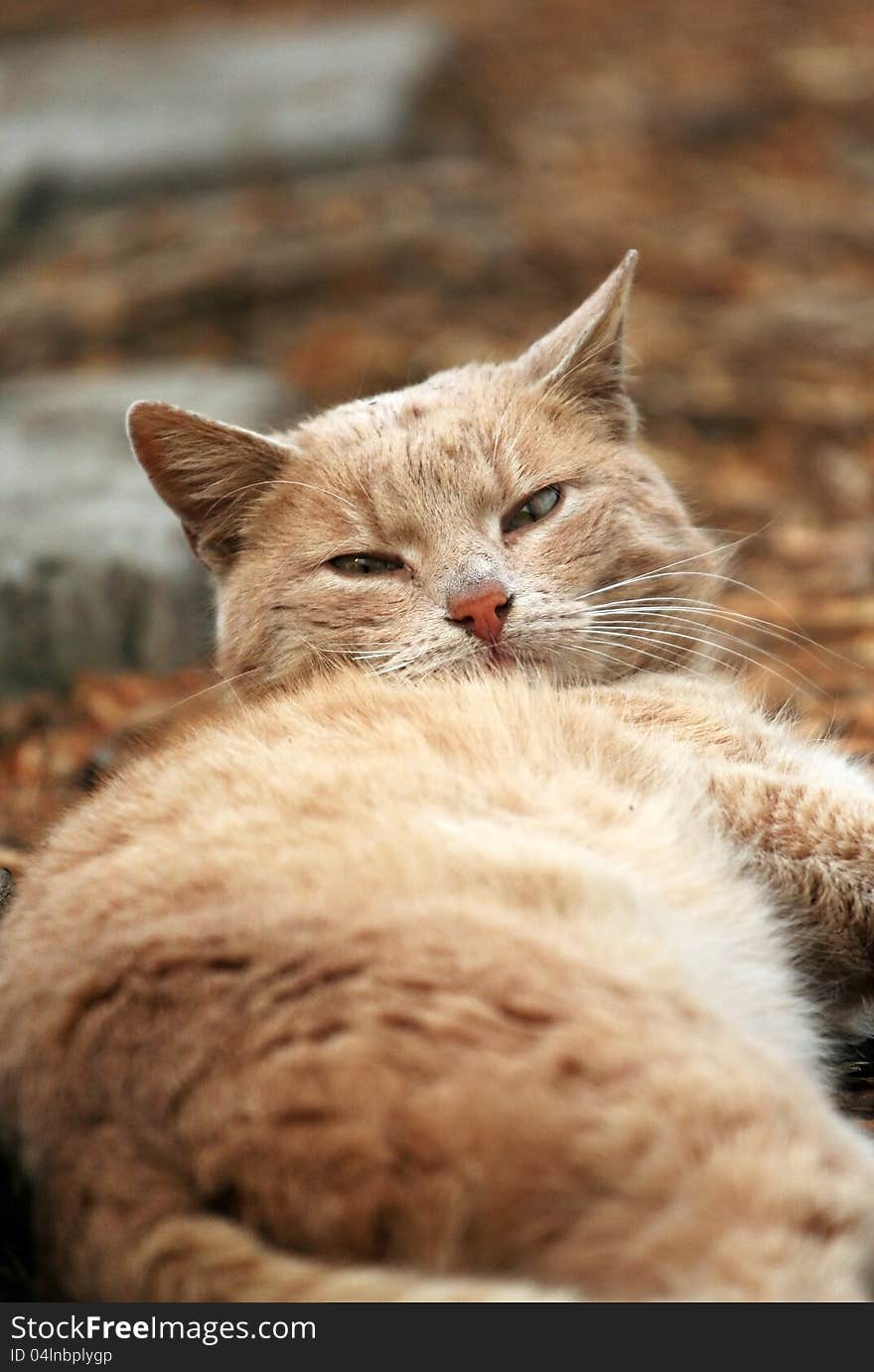 Cute red cat looking on the ground. Cute red cat looking on the ground