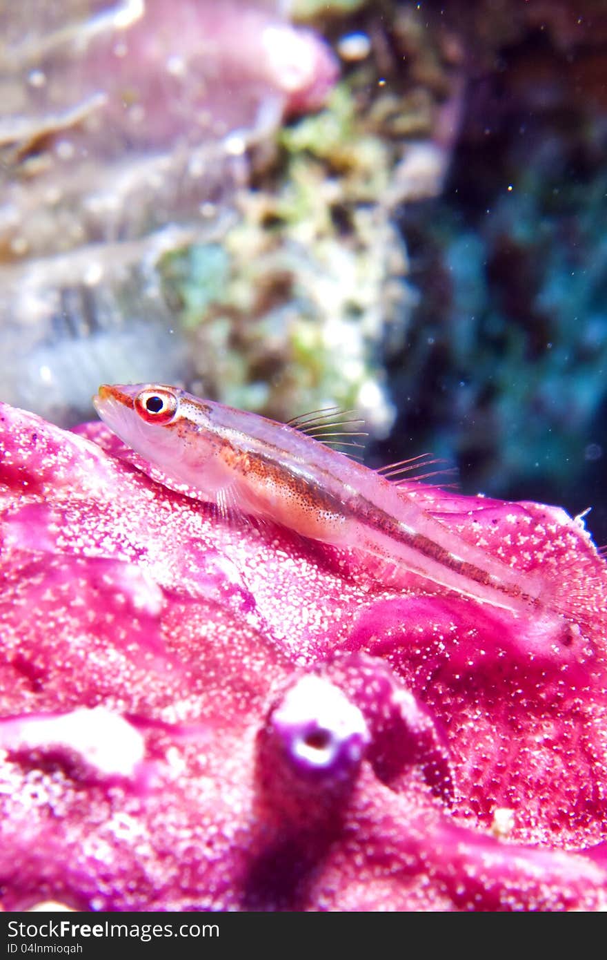 Michels host goby &x28;Pleurosicya micheli&x29