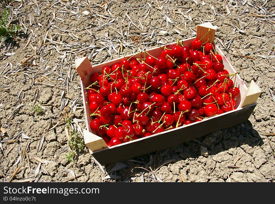 Box of freshly picked cherries.