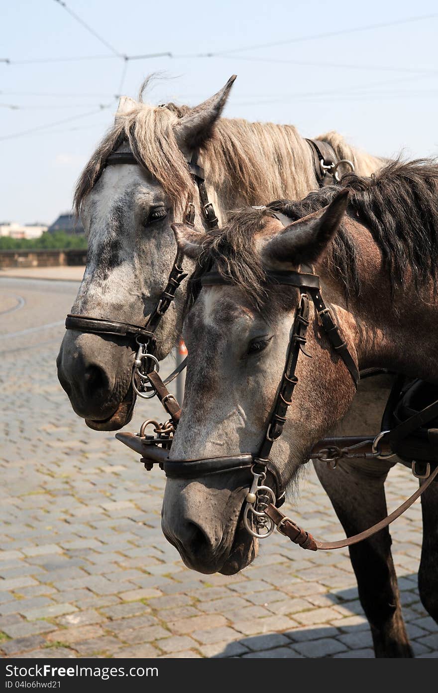 Closeup portrait of pair gray carriage horses with harness