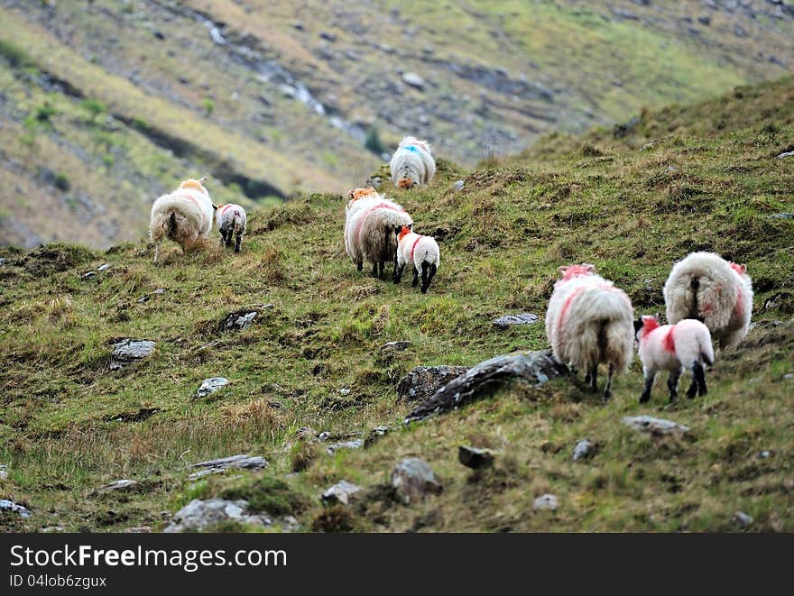 Little lamb with mum sheep. Little lamb with mum sheep