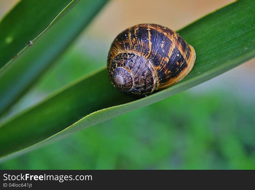 Macro image of Snail on yuca leaf