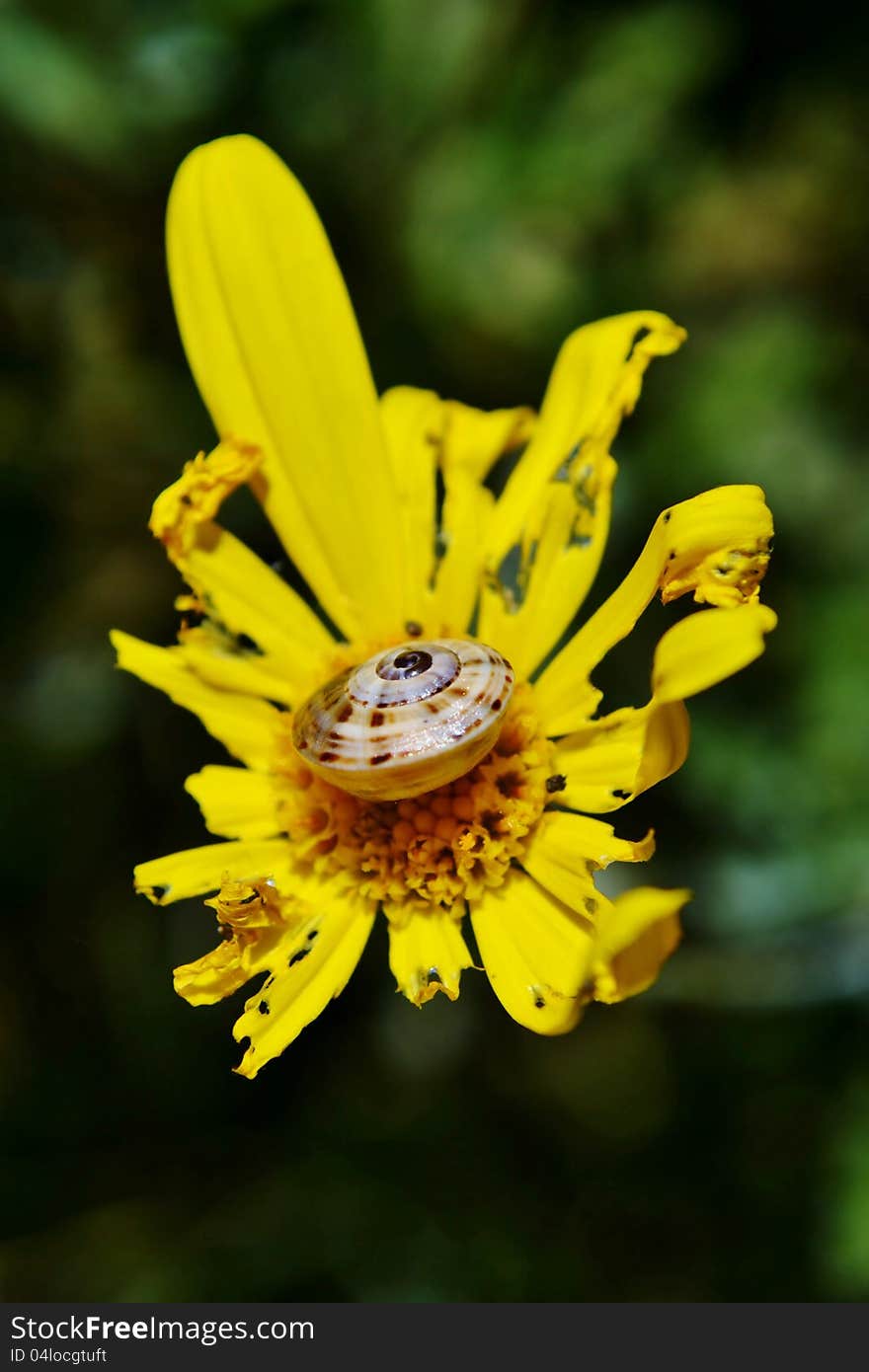 Close up of snail on yellow flower. Close up of snail on yellow flower