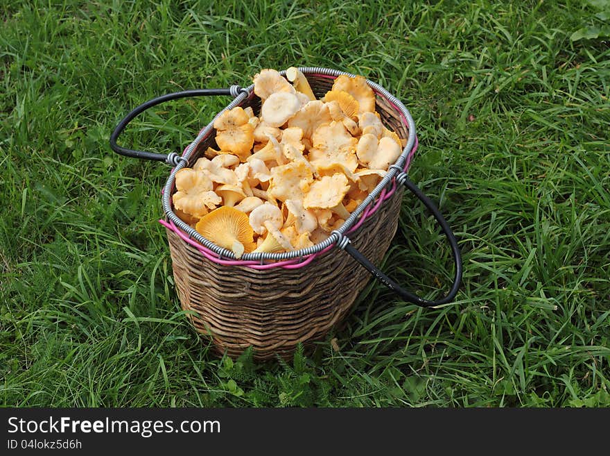 Basket With A Mushrooms