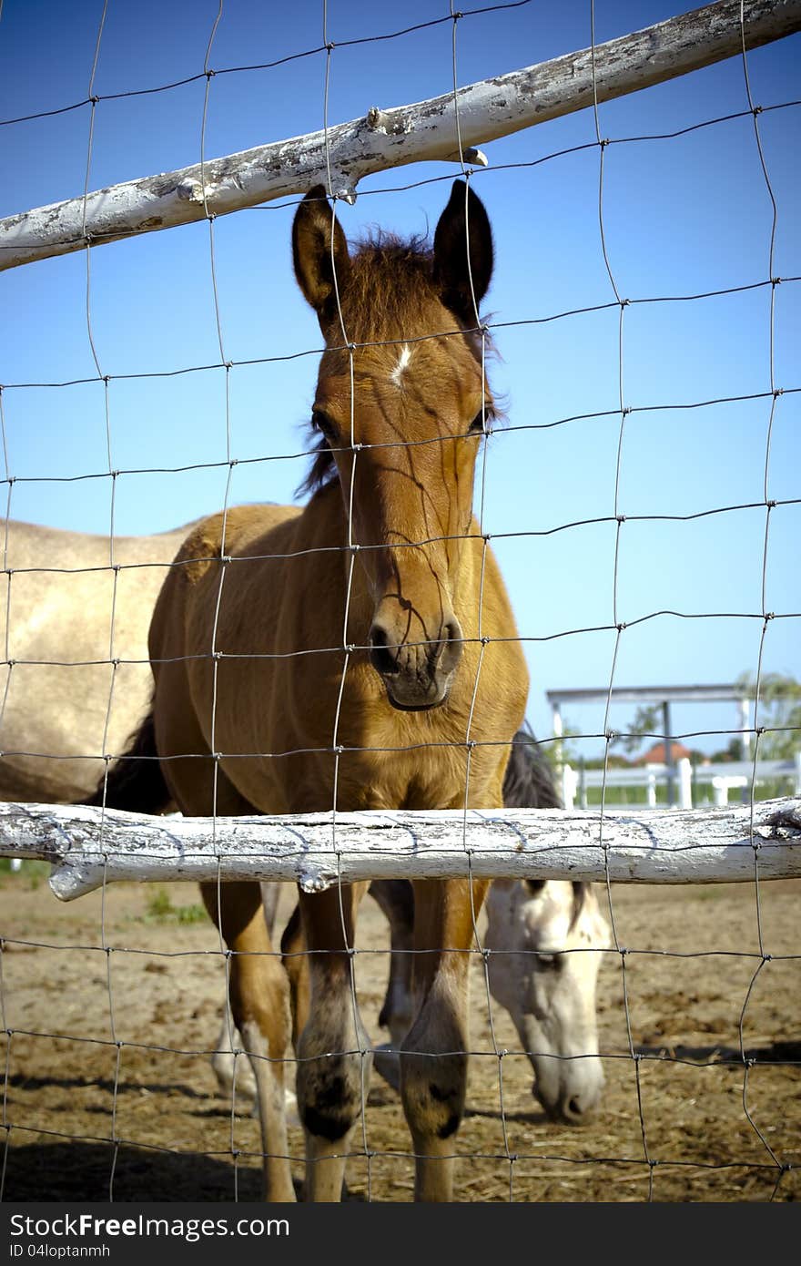 A brown horse in a farm with horses