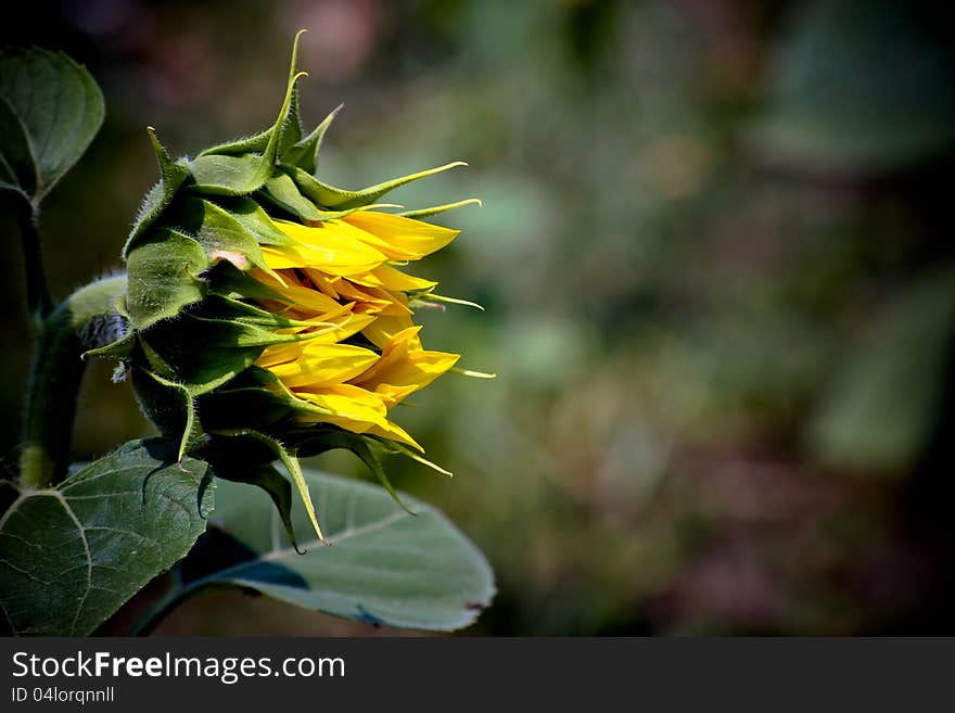 Single sun flower in a field