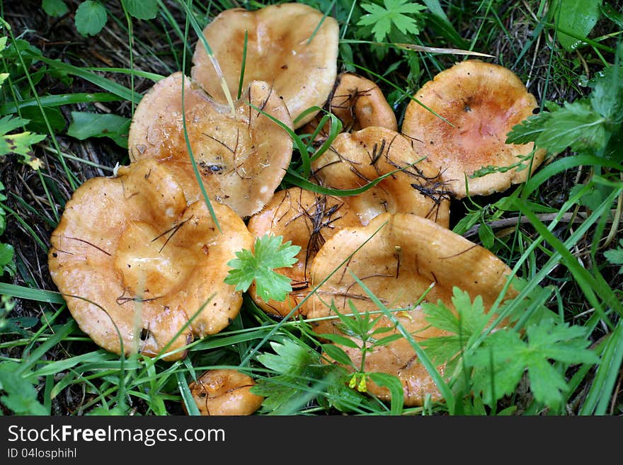 The mushrooms on green grass. The mushrooms on green grass